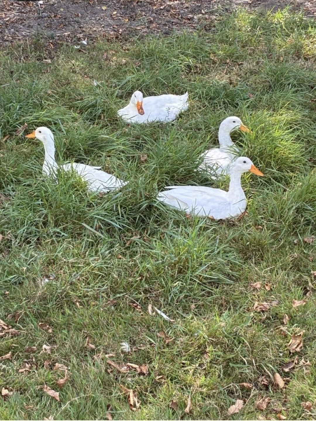 Loopeenden, Dieren en Toebehoren, Pluimvee, Meerdere dieren, Eend