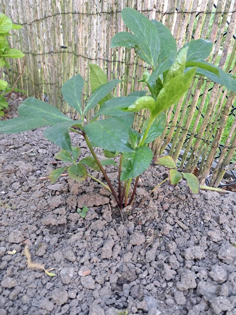 Helleborus, Tuin en Terras, Ophalen, Winter, Halfschaduw, Minder dan 100 cm