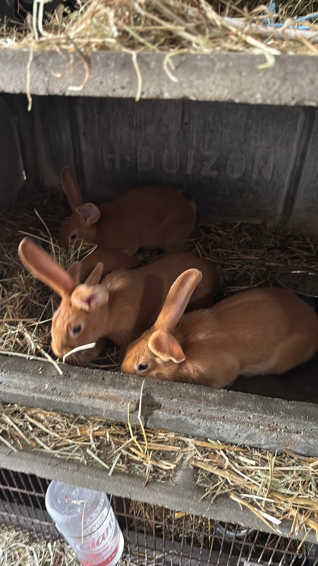 Vaal van Bourgondië, Dieren en Toebehoren, Konijnen