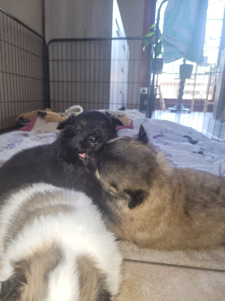 Loulou/Spitz Allemand, Animaux & Accessoires, Particulier, Loulou, 8 à 15 semaines, Plusieurs