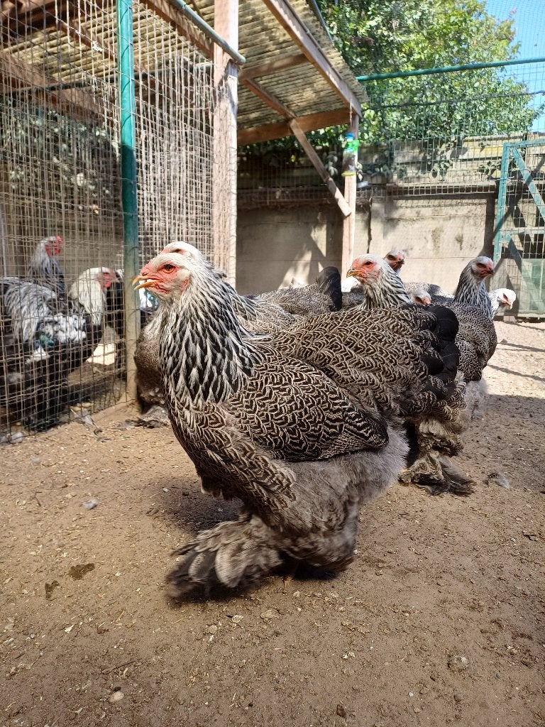 Brahma kippen, Vrouwelijk, Kip