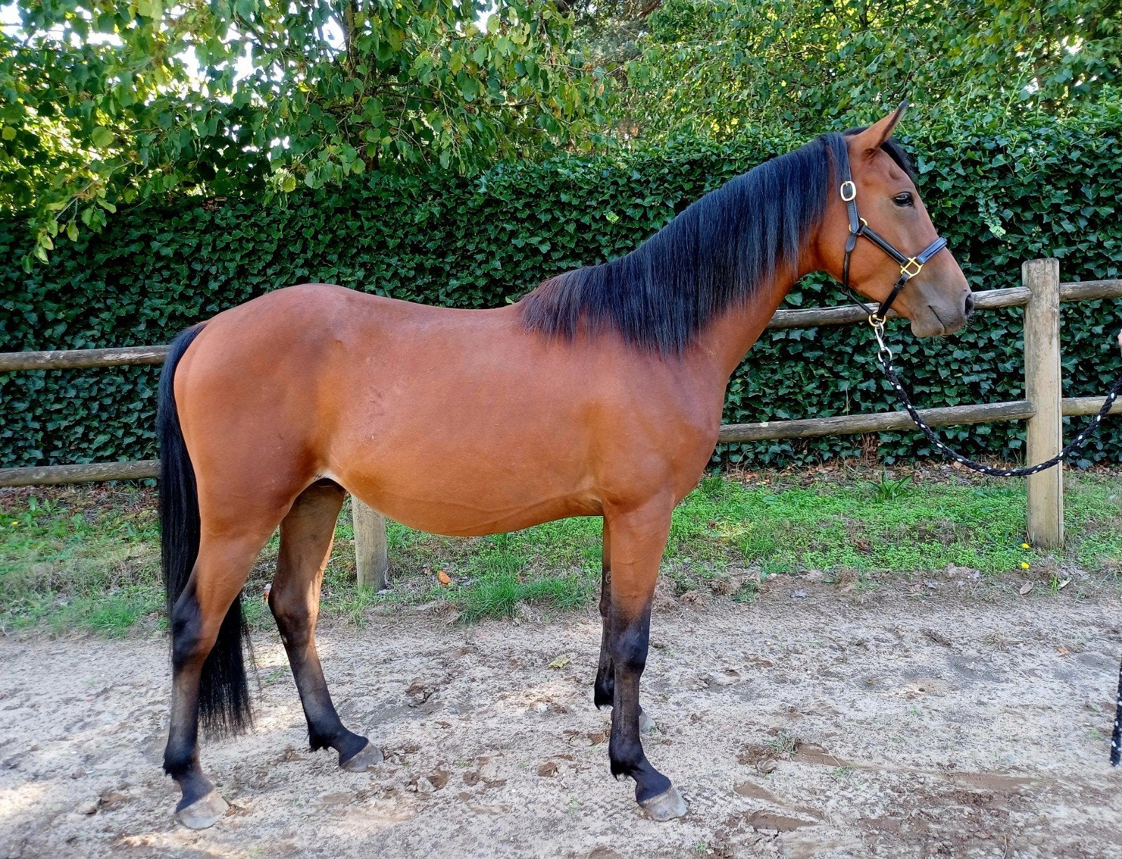 D Pony ruin 3,5 jaar met papier; duitse rijpony x fries, Dieren en Toebehoren, Ruin, Onbeleerd, Ontwormd