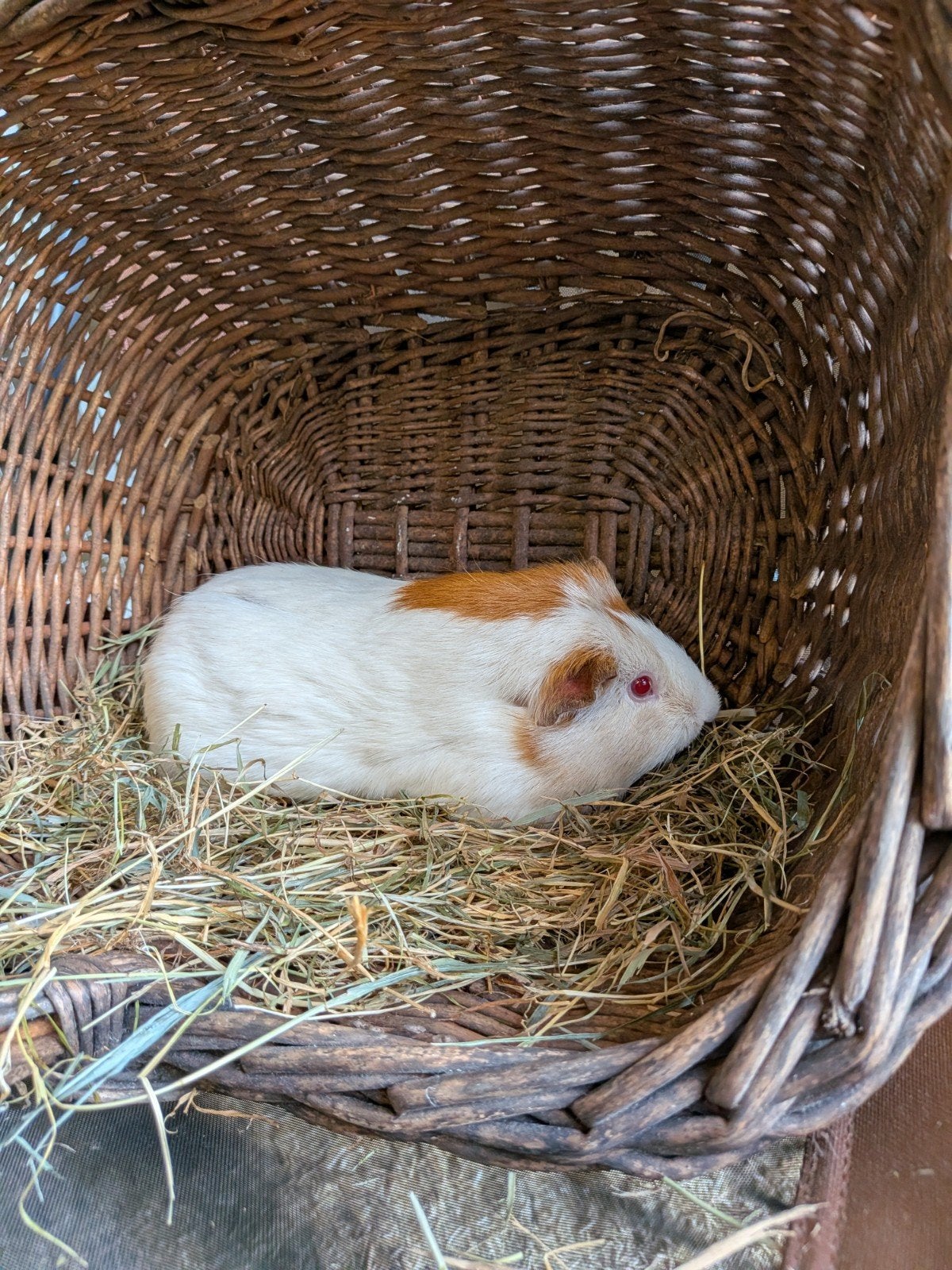 zeer mooi cavia zeugje, Dieren en Toebehoren, April, Cavia