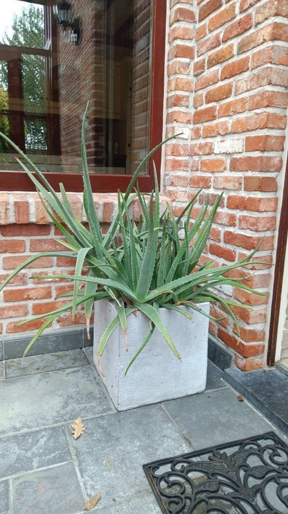 tropische plant in betonnen pot, Huis en Inrichting, Kamerplanten, Ophalen, Halfschaduw, In pot, Minder dan 100 cm