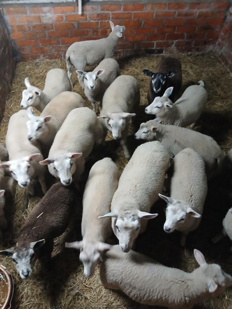 12Jonge bokjes tekoop liefst alles samen kopen
