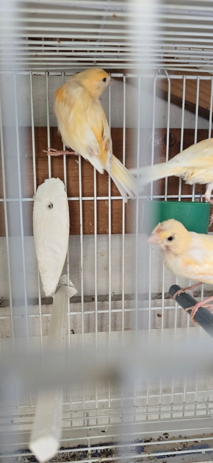kanarie 3 stuks  40€, Dieren en Toebehoren