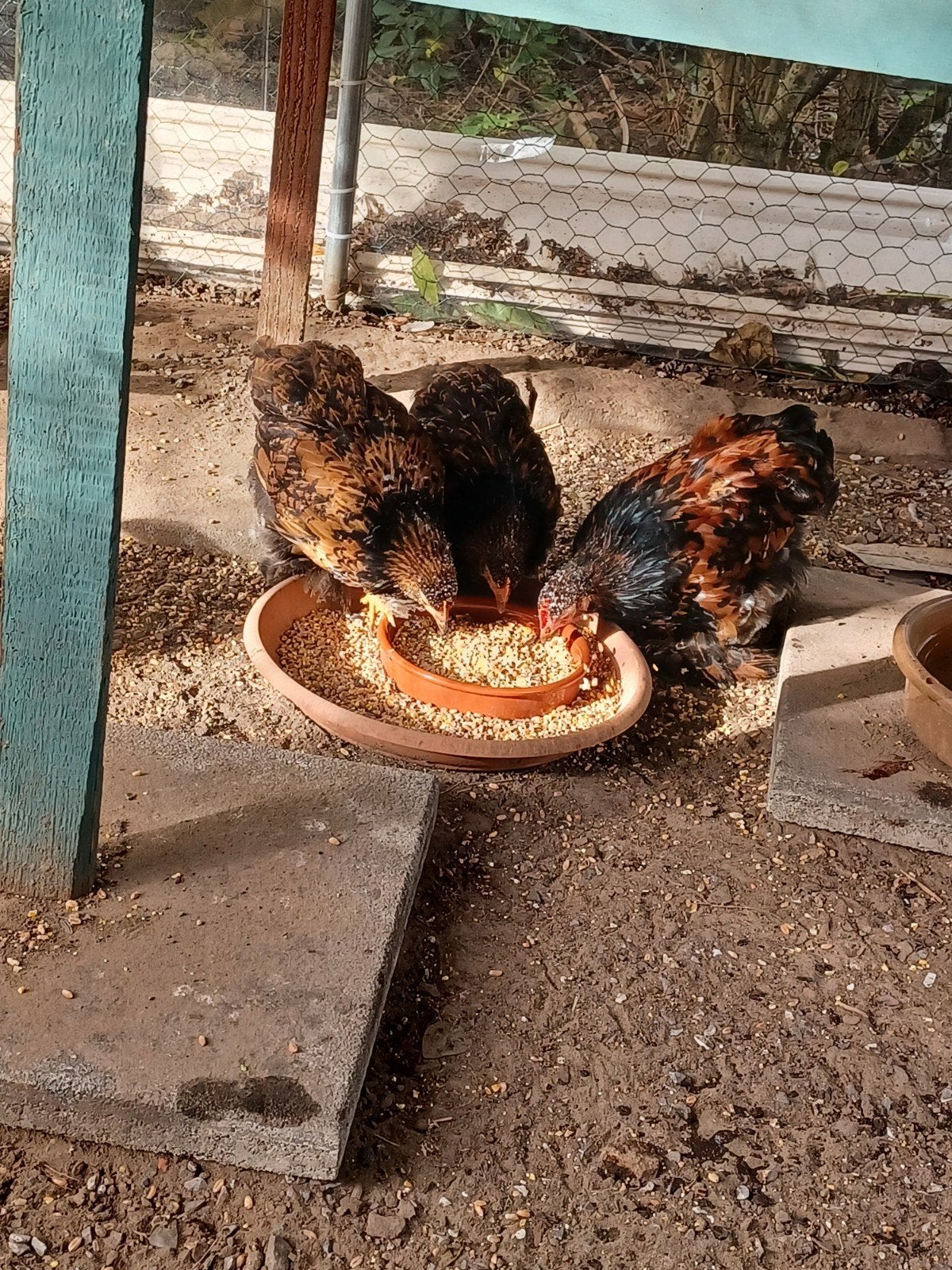 Cochins  kriel, Dieren en Toebehoren