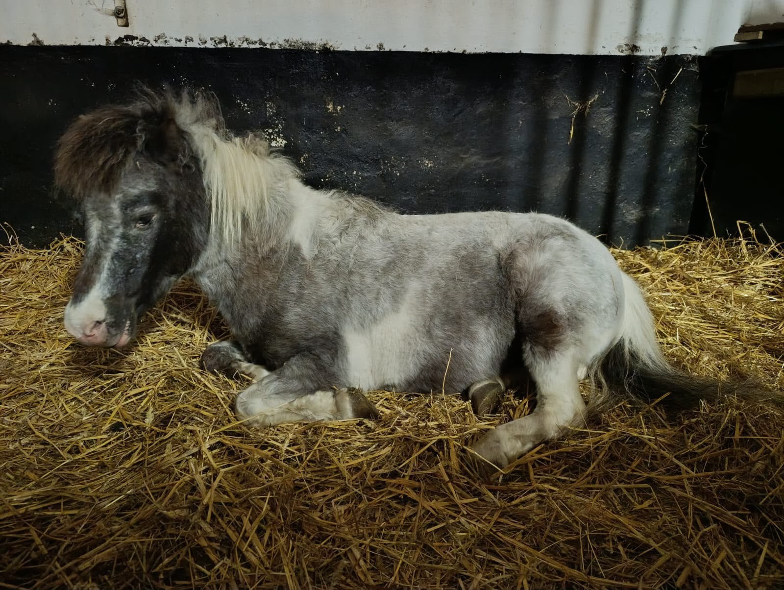 Mini shetland pony, Dieren en Toebehoren, Met stamboom, Ruin, Zadelmak, A pony (tot 1.17m)