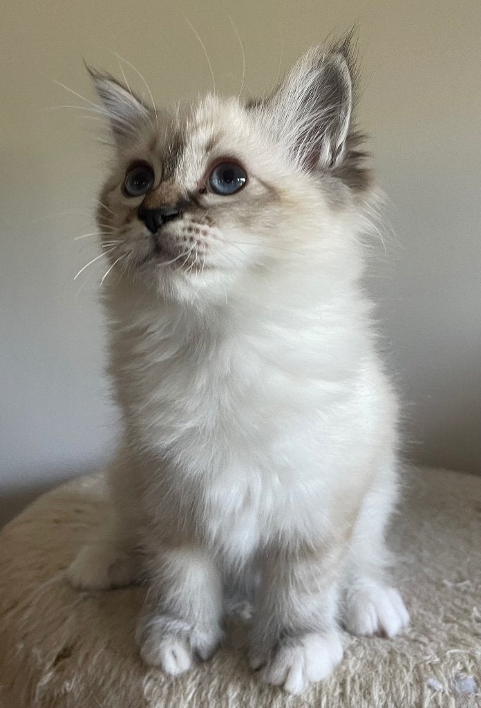 Kittens, Dieren en Toebehoren, Poes, Ontwormd, 0 tot 2 jaar