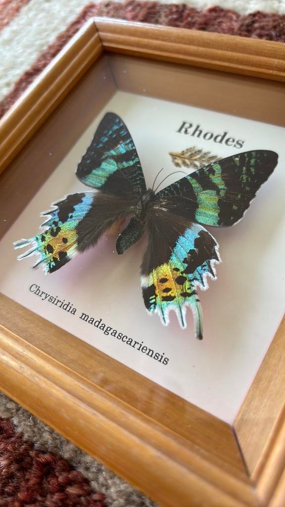 Vintage kader vlinder Rhodes Chrysiridia Madagascariensis, Antiek en Kunst, Curiosa en Brocante, Ophalen of Verzenden
