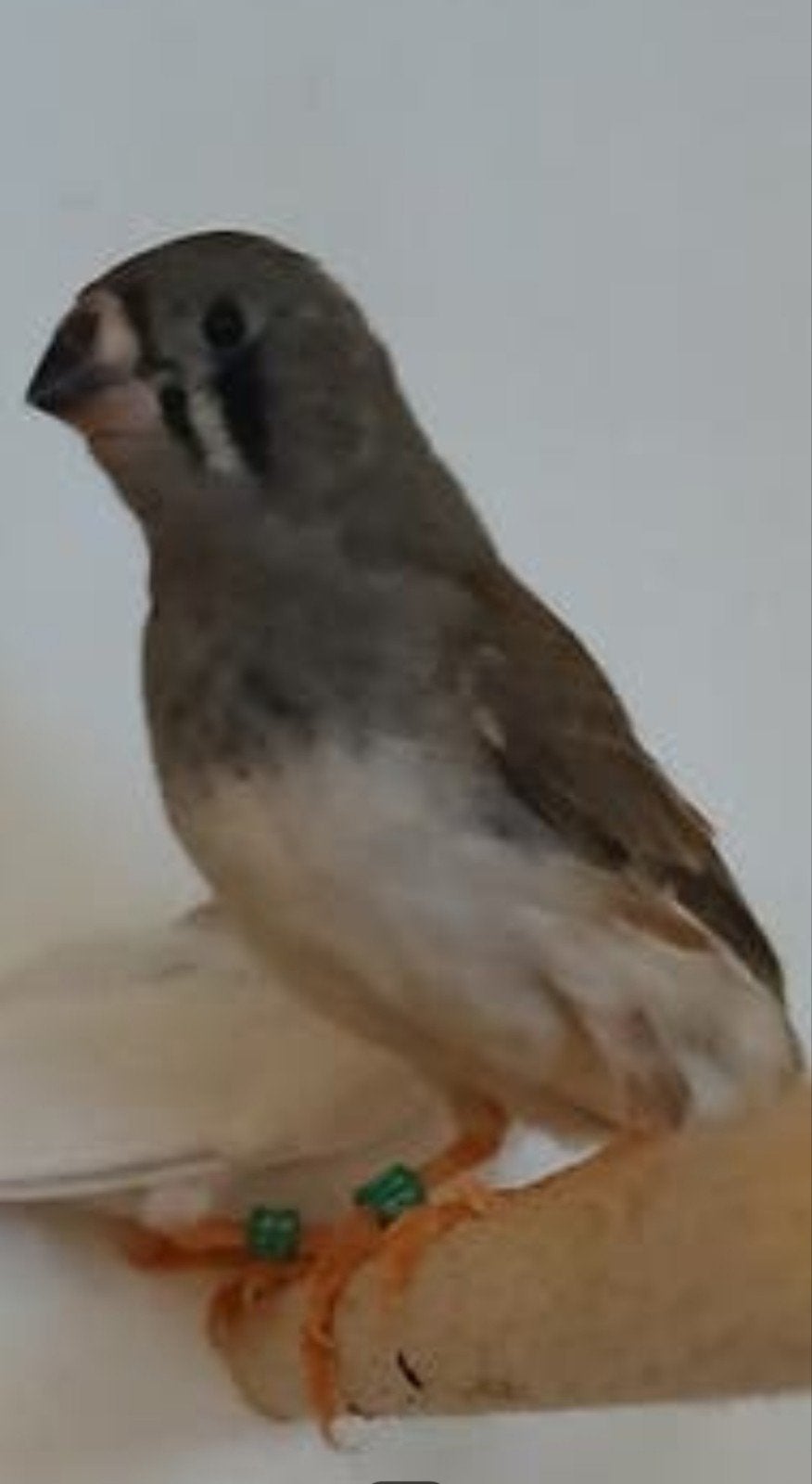 Zebra vink man, Mâle, Oiseau tropical, Bagué
