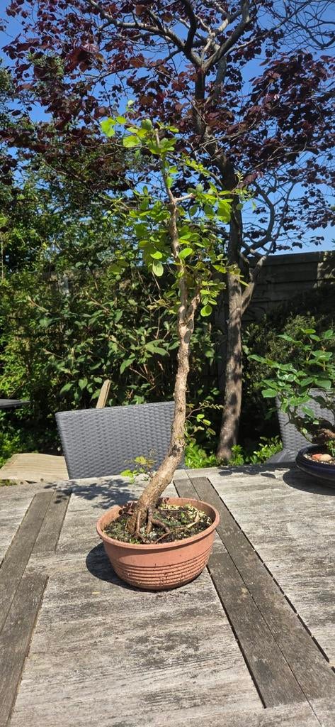 Bonsai. Krulacacia., Tuin en Terras, Planten | Bomen, Ophalen