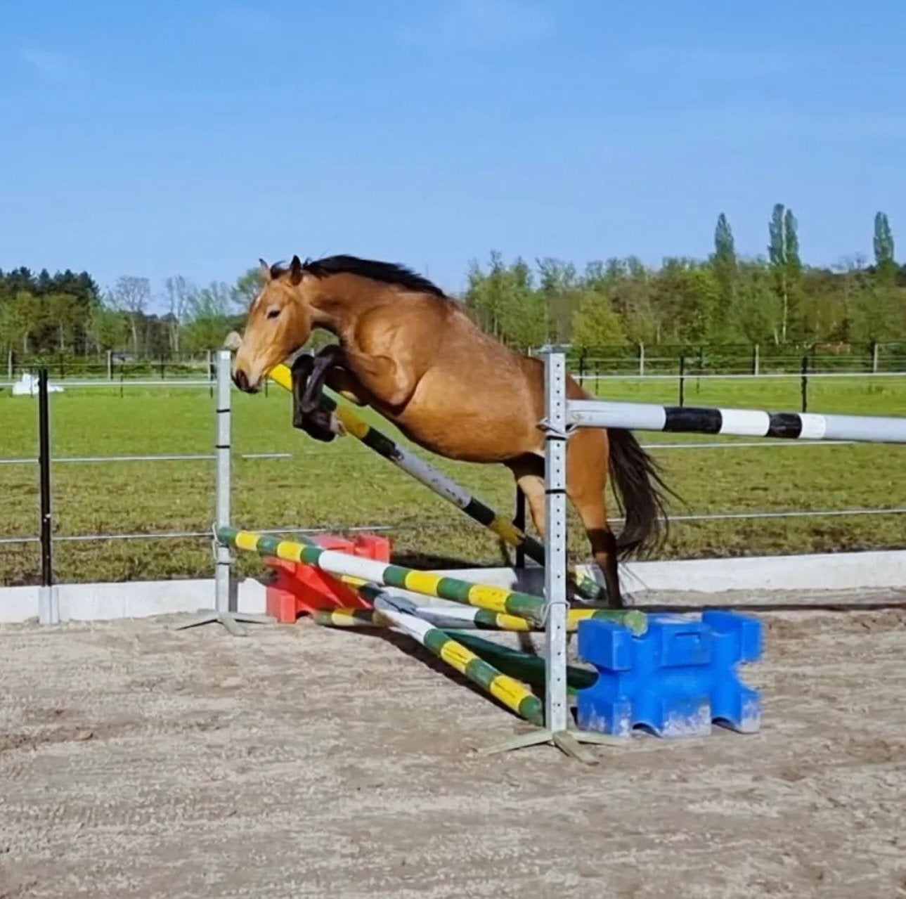 4-jarige springpony met topkarakter, Met stamboom, Ruin, Springpony, Zadelmak