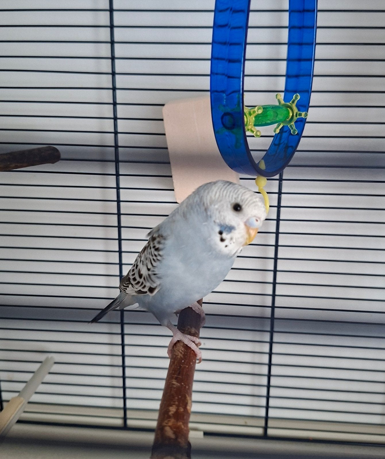 JEUNE PERRUCHE ONDULÉE, Animaux & Accessoires, Oiseaux | Perruches & Perroquets, Perruche
