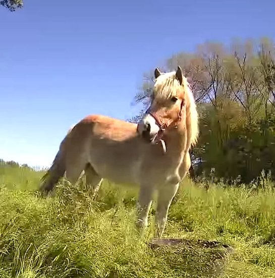 Haflinger Jaarling, Dieren en Toebehoren, Paarden, Minder dan 160 cm, Met stamboom, 0 tot 2 jaar, Hengst