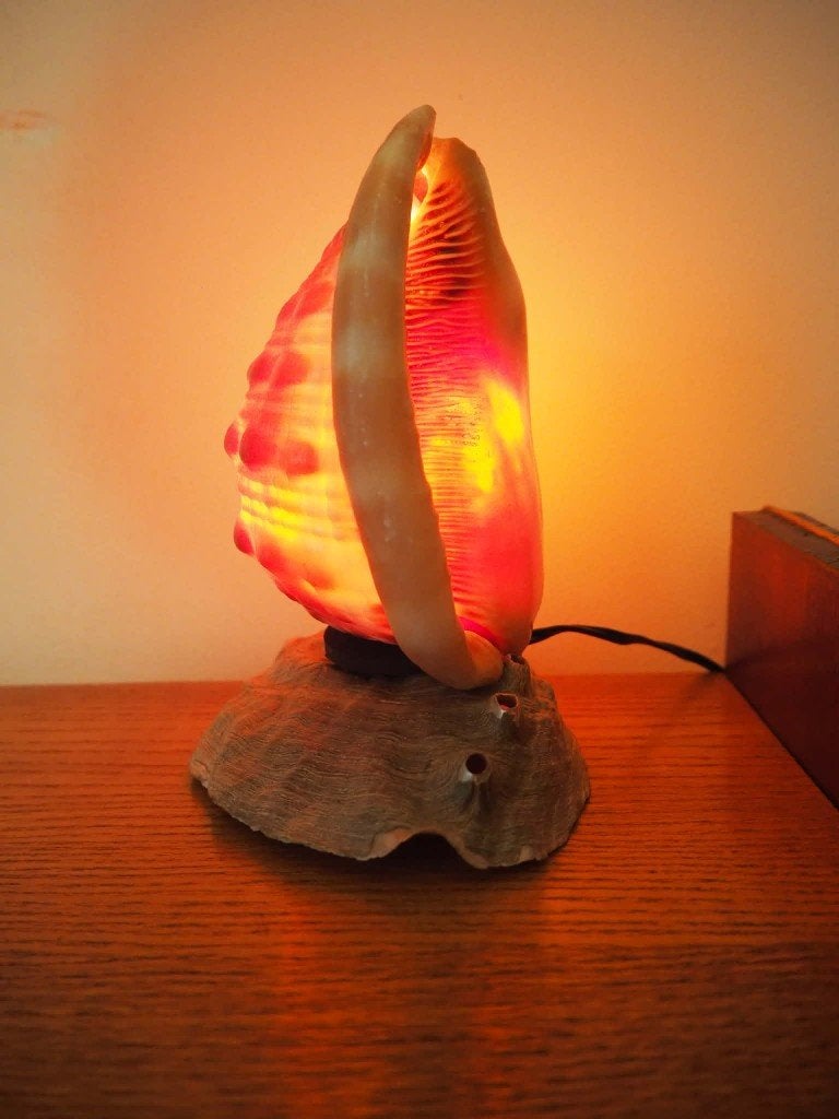 Natuurlijke vintage schelp lamp, tafellamp, 1950s, Enlèvement ou Envoi, Coquillage(s)