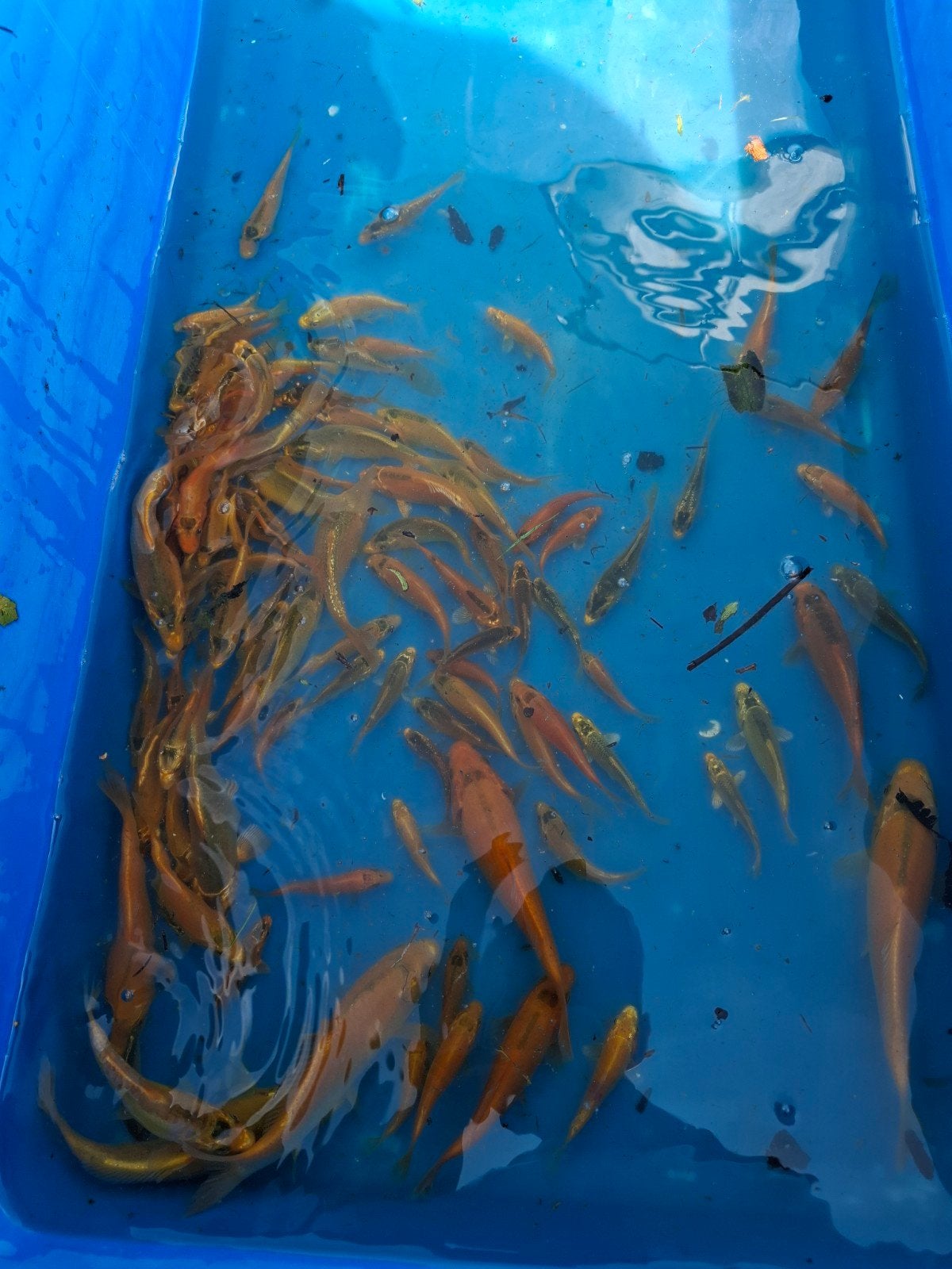 jongbroed koi