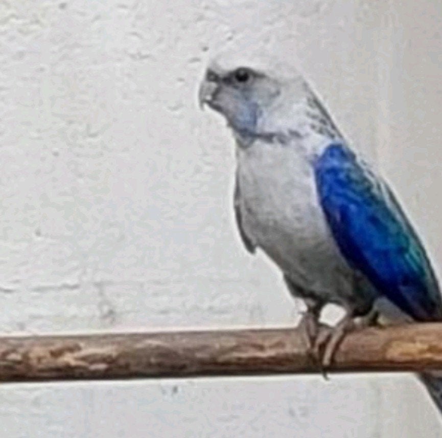 Koppel rosella
