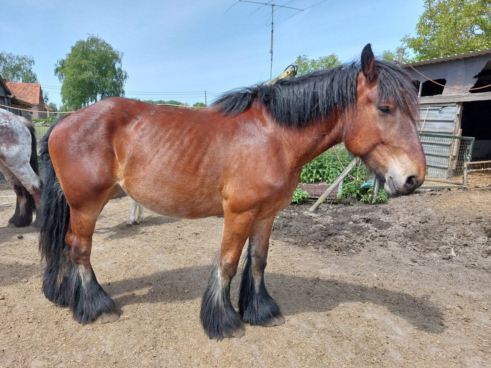 Trekpaard, Animaux & Accessoires, Chevaux, Jument