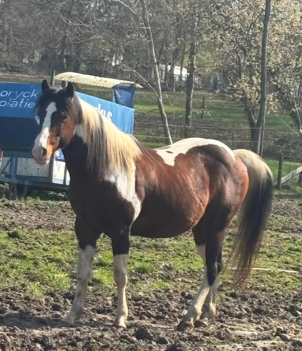 mooie dekhengst, Animaux & Accessoires, Poneys, Étalon, Ne s'applique pas, Poney E (1.48 m - 1.57m), 3 à 6 ans