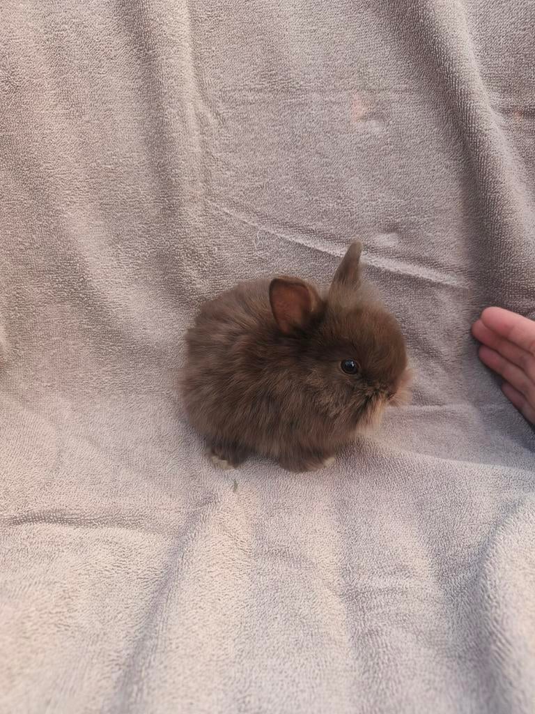 Dwerg konijnen, Dieren en Toebehoren, Konijnen, Meerdere dieren, Dwerg, 0 tot 2 jaar