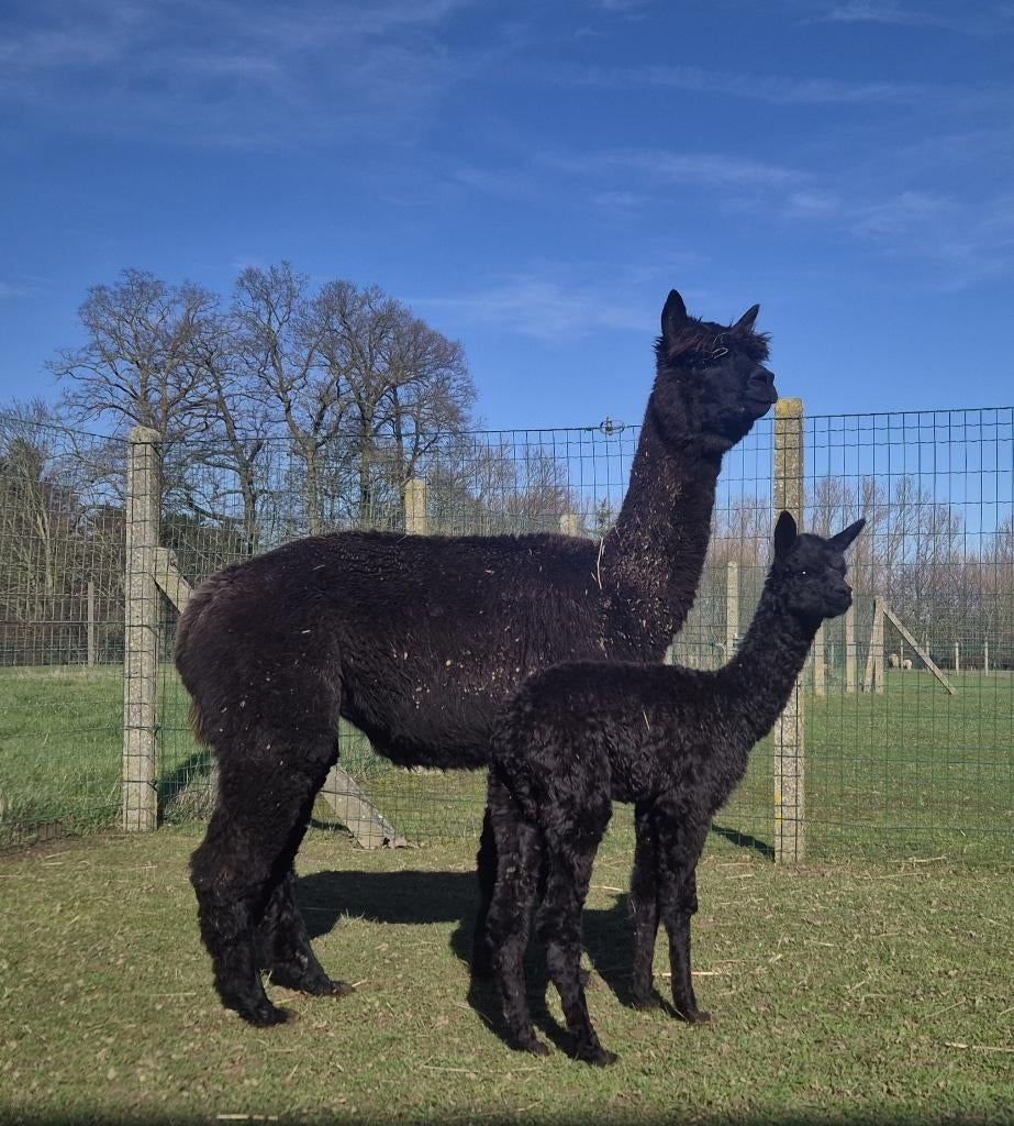Zwarte merrie met merrieveulen, Dieren en Toebehoren, Mei, Vrouwelijk