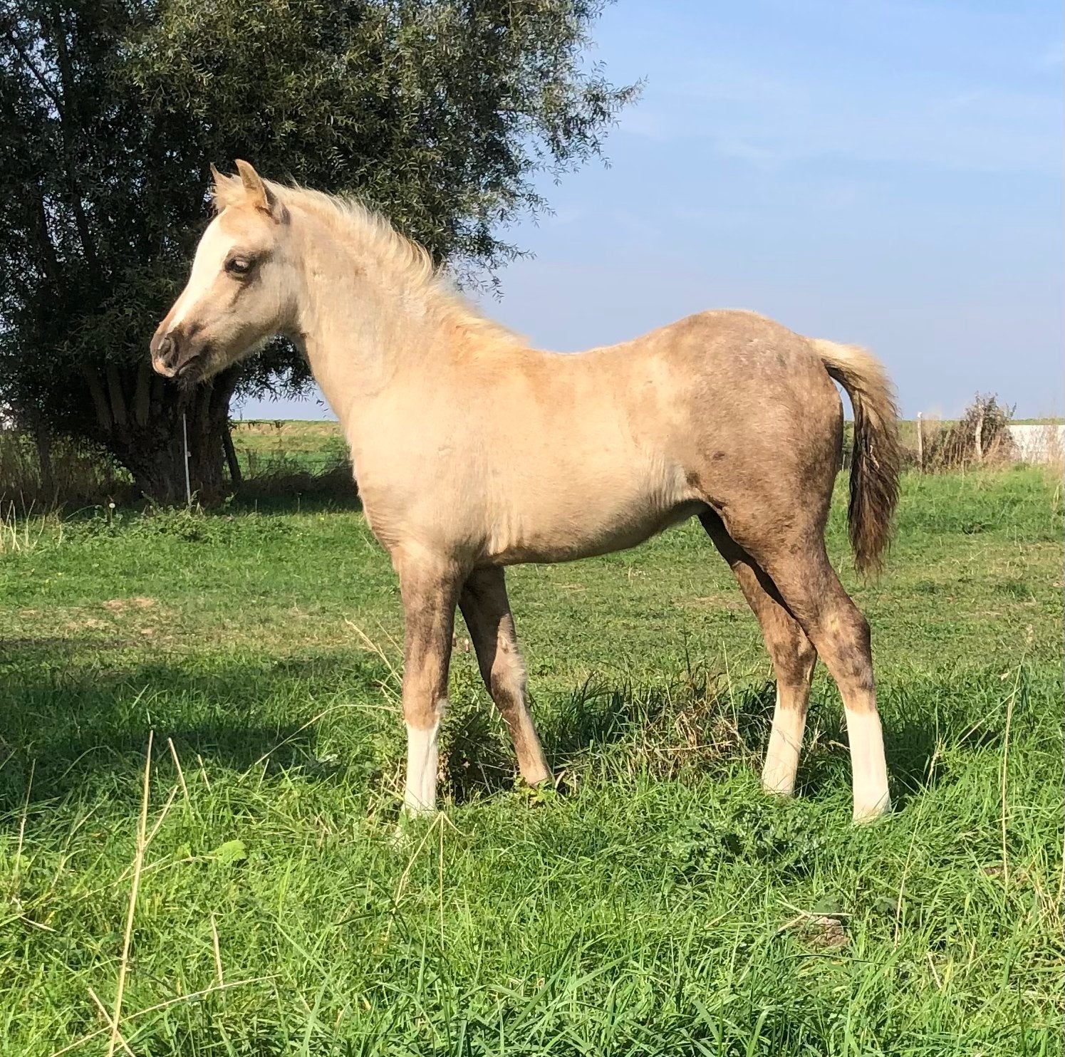 Prachtig palomino Welsh Sectie B hengstenveulen, Dieren en Toebehoren, Met stamboom, Niet van toepassing, Springpony, 0 tot 2 jaar
