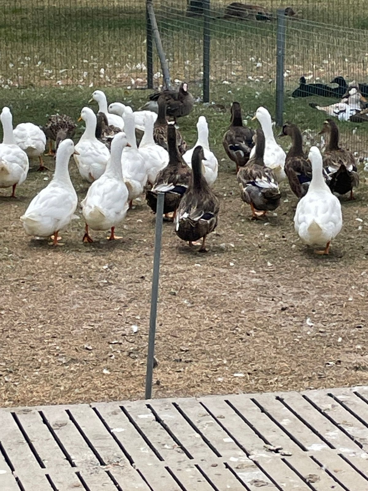 Rouaan eend, Dieren en Toebehoren, Eend