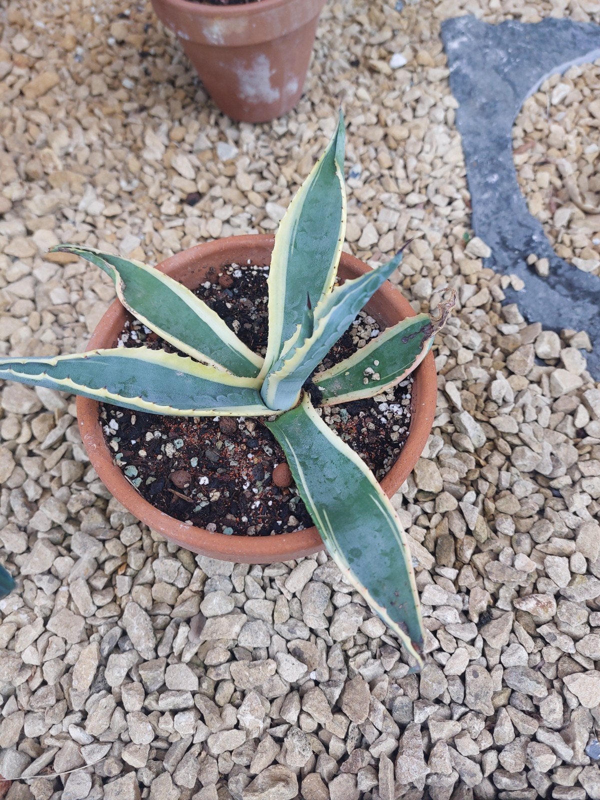 agave americana, Jardin & Terrasse, Plantes | Jardin, Enlèvement, Plante fixe, Autres espèces, Plein soleil