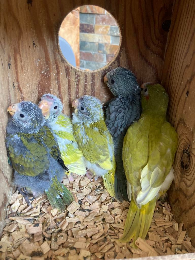 Jonge kakariki’s, Dieren en Toebehoren, Geringd