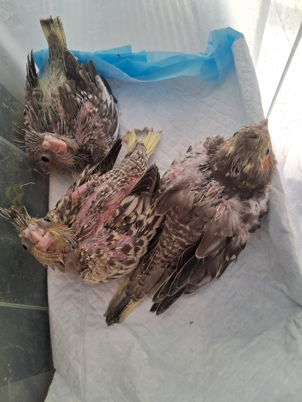 valkparkieten, Dieren en Toebehoren, Geringd