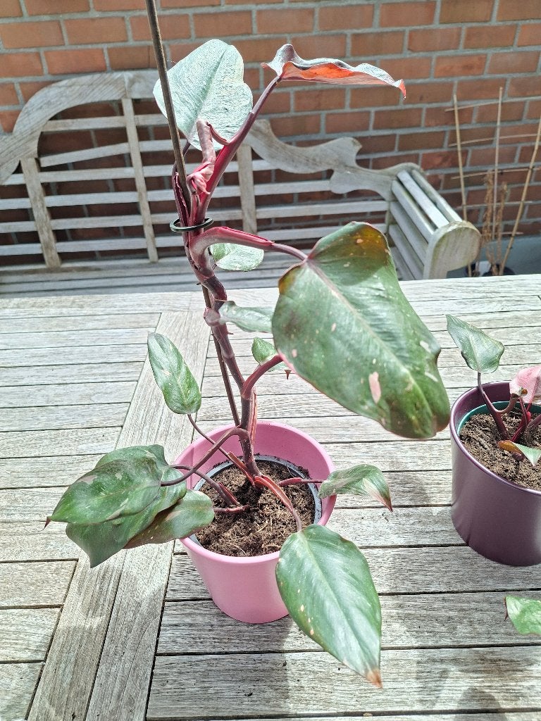 Philodendron pink princess stek met bloempot, Maison & Meubles, Enlèvement, En pot