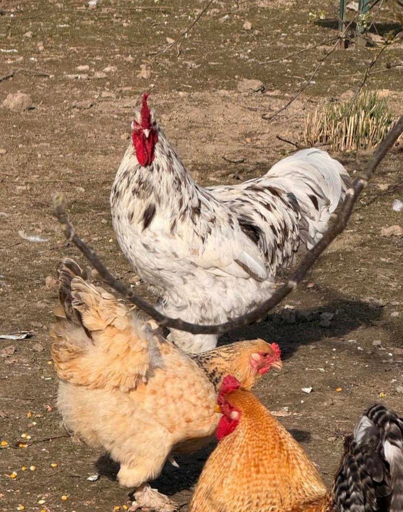 Haan te koop, Mâle, Poule ou poulet