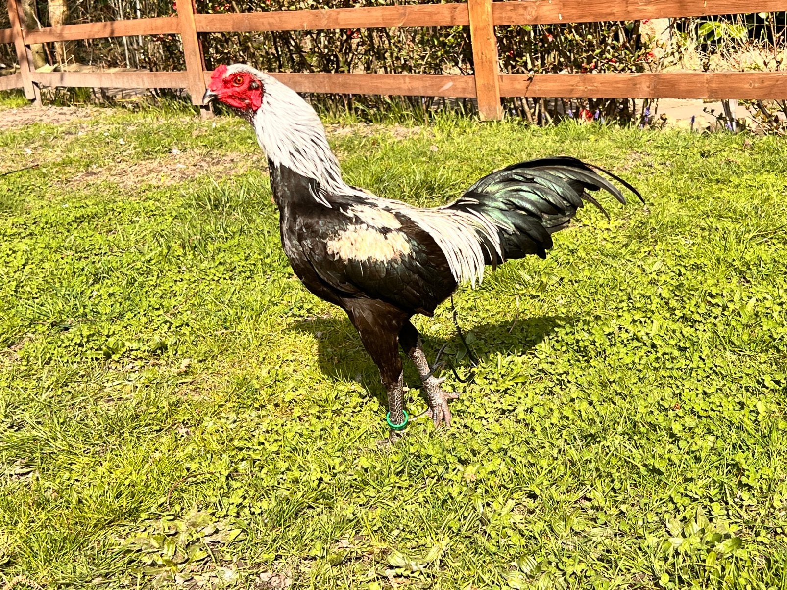 Trio luikse Vechter kriel, Dieren en Toebehoren, Pluimvee