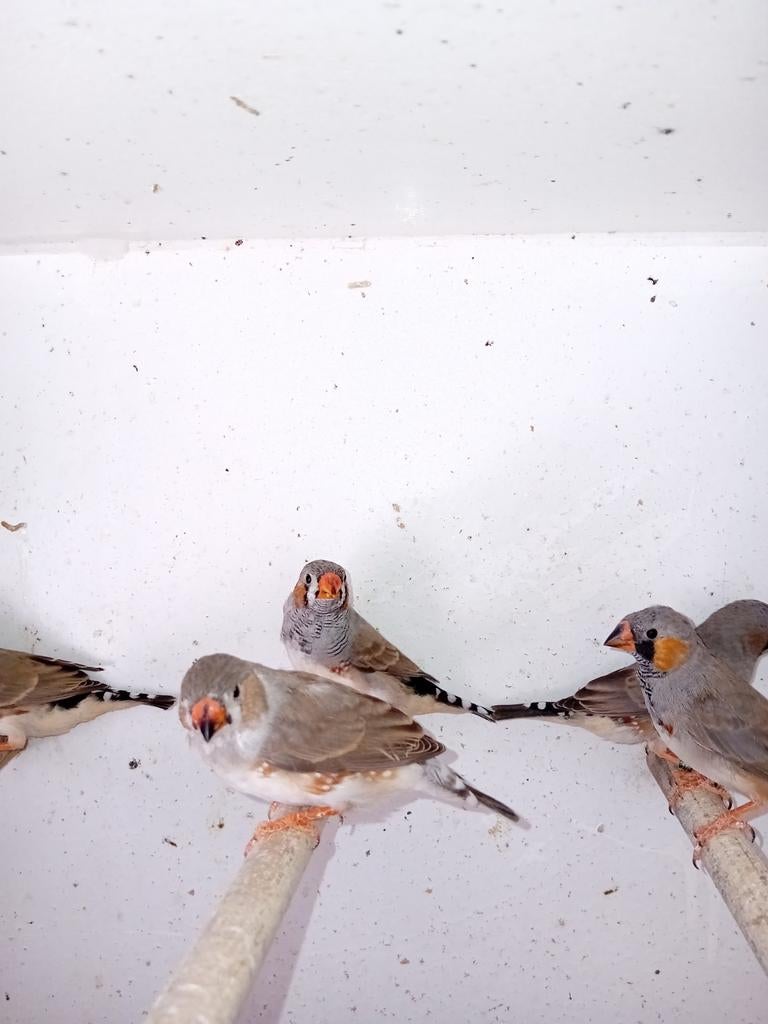 Zebravinkjes, Dieren en Toebehoren