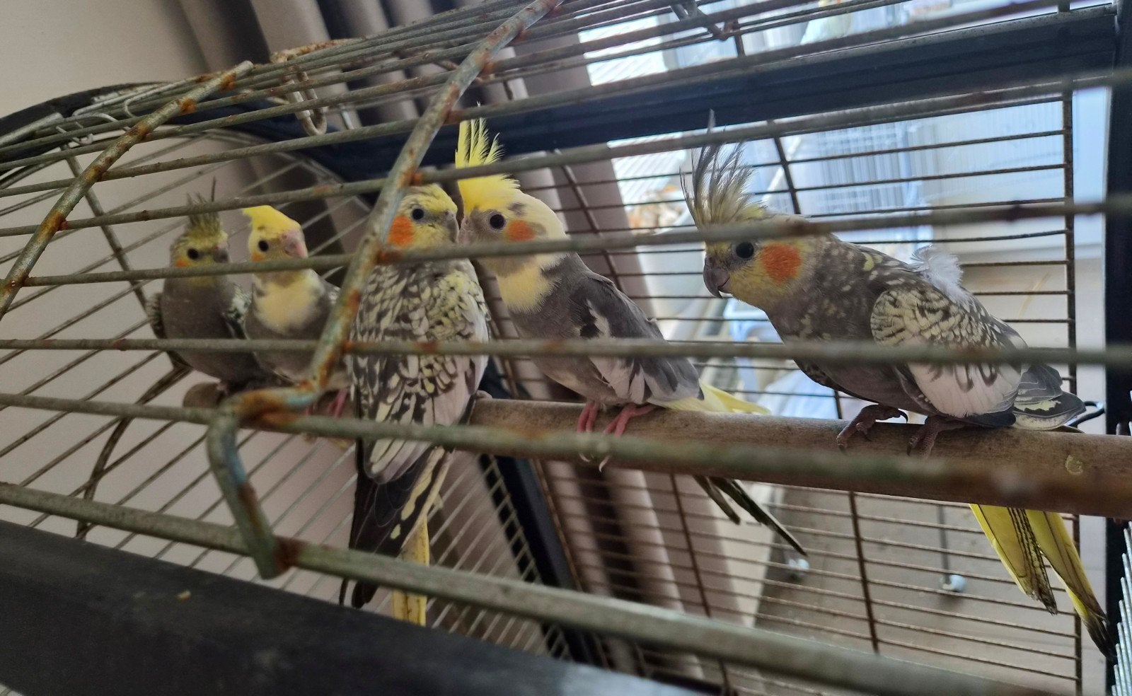 Jonge valkparkieten uit buitenvolière, Dieren en Toebehoren, Vogels | Parkieten en Papegaaien, Meerdere dieren, Parkiet
