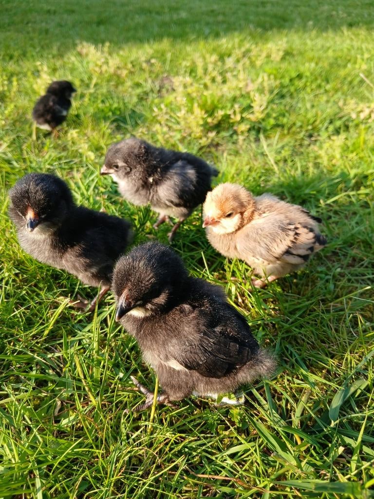 Kuikens van watermaalse baardkrielen, Sexe inconnu, Poule ou poulet