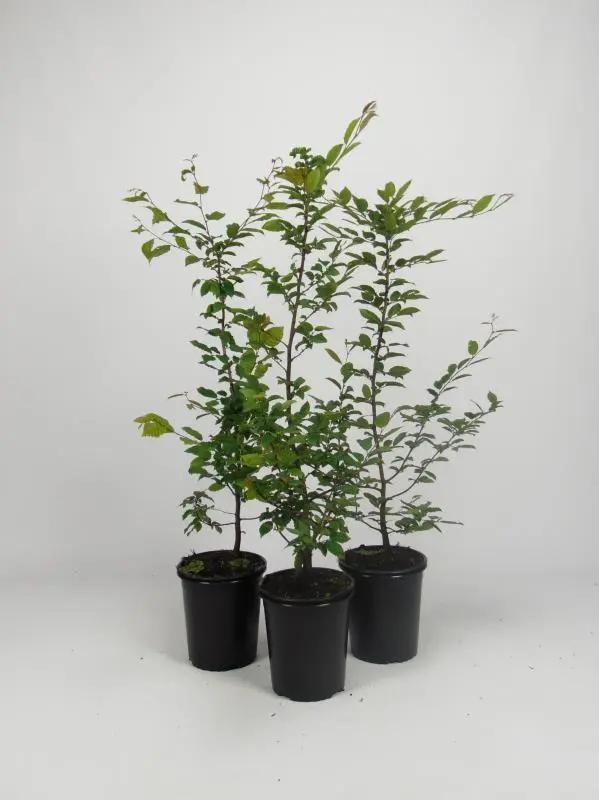 Haagbeuk in pot - charme commun - carpinus betulus, Tuin en Terras, Planten | Struiken en Hagen, Ophalen of Verzenden, Haagbeuk