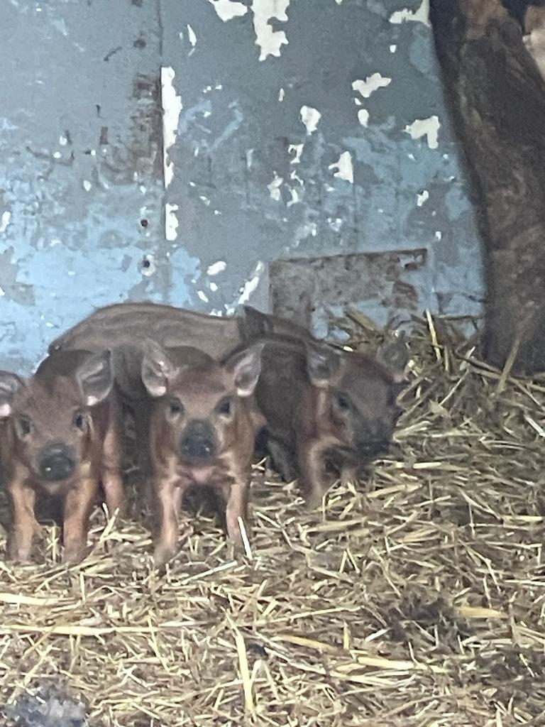 nog 4 unieke borgjes duroc x duroc met iets mangalica, Dieren en Toebehoren, Mannelijk, Varken, 0 tot 2 jaar