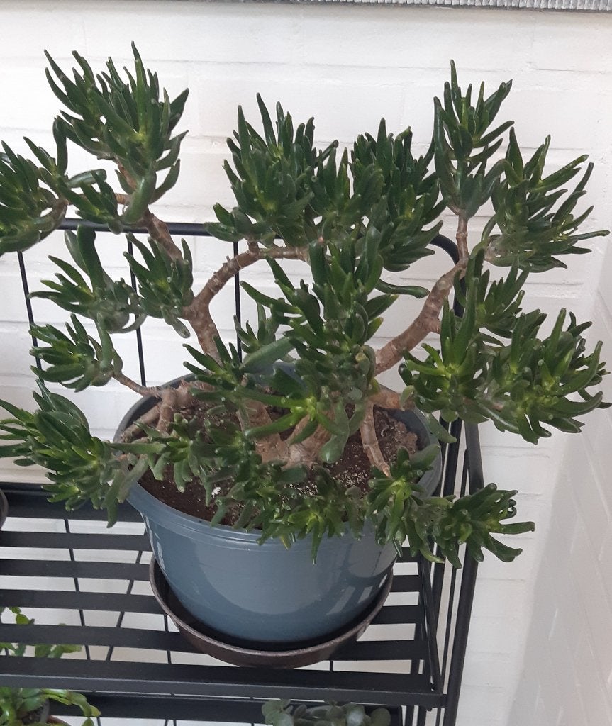 Crassula ovata, Maison & Meubles, Plante succulente, Plein soleil, Moins de 100 cm, Enlèvement