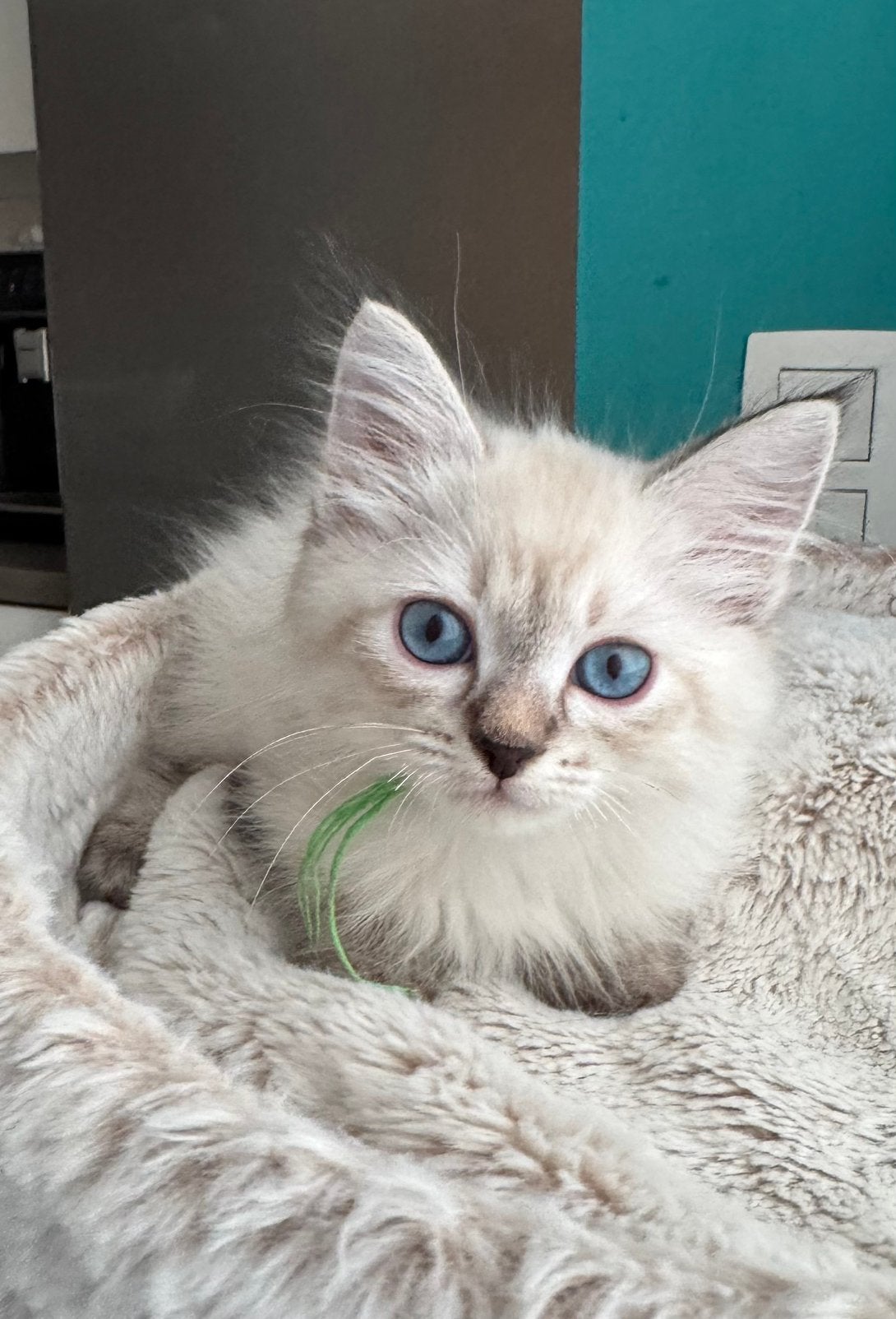 Neva masquerade ( Siberische color point) kitten te koop, Plusieurs animaux, Avec pedigree, 0 à 2 ans