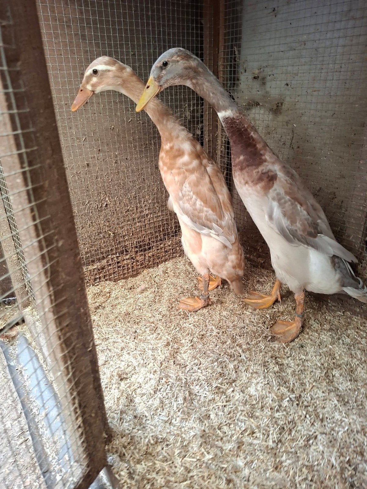 Koppel indische loopeend Geel-blauw forel ( saksenkleur), Dieren en Toebehoren, Meerdere dieren, Eend
