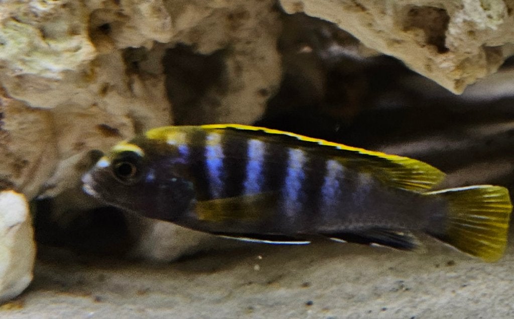 Cichlidés Labidochromis mbamba Bay Malawi, Poisson, Poisson d'eau douce
