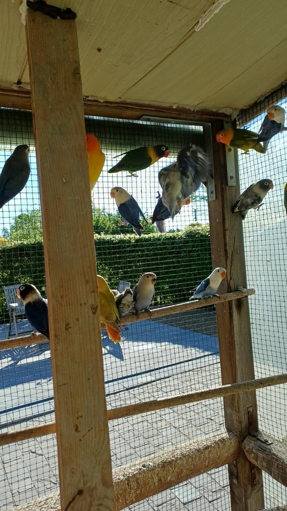 Dwergpapegaaien, Dieren en Toebehoren, Vogels | Parkieten en Papegaaien