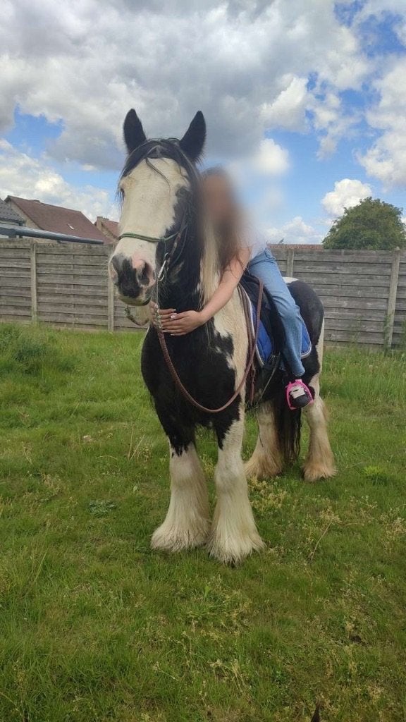 Tinker(irish cob) paard, Dieren en Toebehoren, Minder dan 160 cm, Ruin, Zadelmak, 11 jaar of ouder