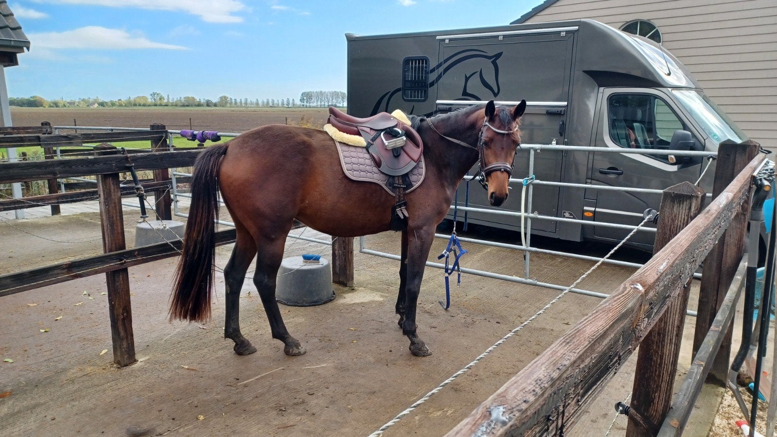 Zeer mooie 3-jarige merrie, Dieren en Toebehoren, Merrie, Springpaard, Met stamboom, 3 tot 6 jaar