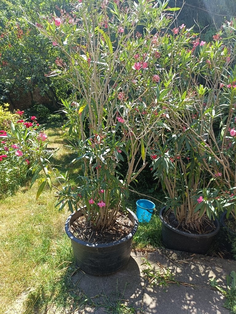 lauriers rose (hauteur 180cm à 200cm), Tuin en Terras, Planten | Tuinplanten, Ophalen