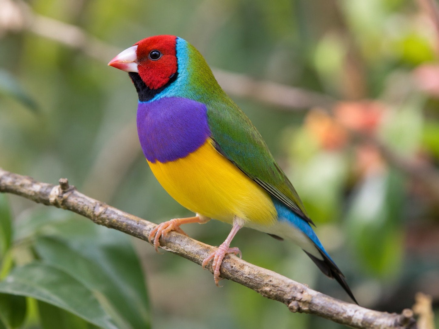 Jeunes Diamants de Gould, plusieurs couleurs et mutations, Animaux & Accessoires, Enlèvement, Volière