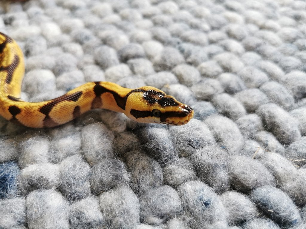Koningspython; python regius; 1.0; Super Enchi Pastel Ball Python photo 3