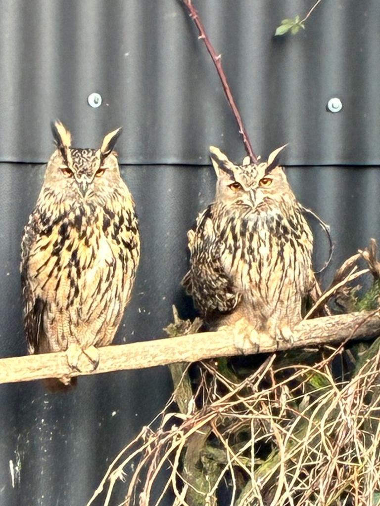 Vast Kweekkoppel Europese Oehoe Uilen !!!., Dieren en Toebehoren, Vogels | Overige Vogels, Meerdere dieren, Roofvogel, Geringd